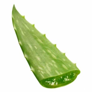 Aloe Vera Leaf