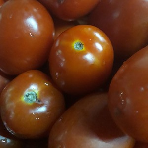 Tomatoes -  Per Kg